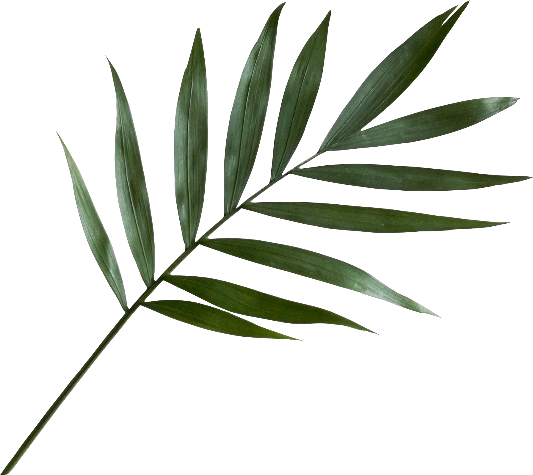  Green Palm Leaf Png