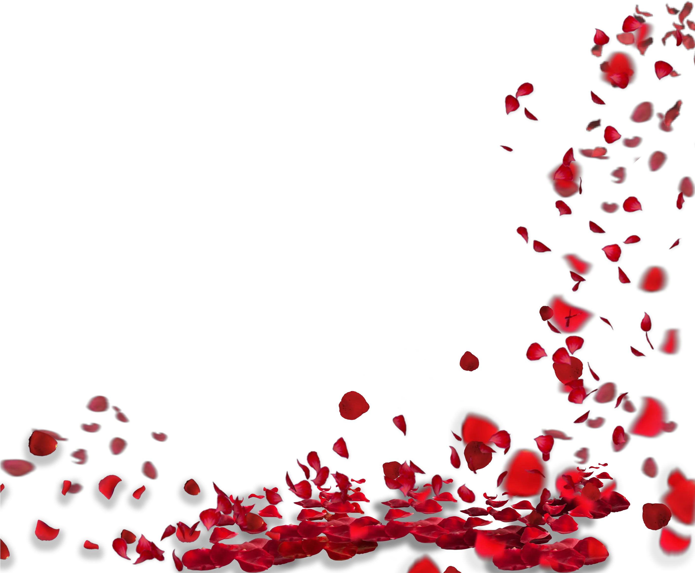 Falling Rose Petals Png