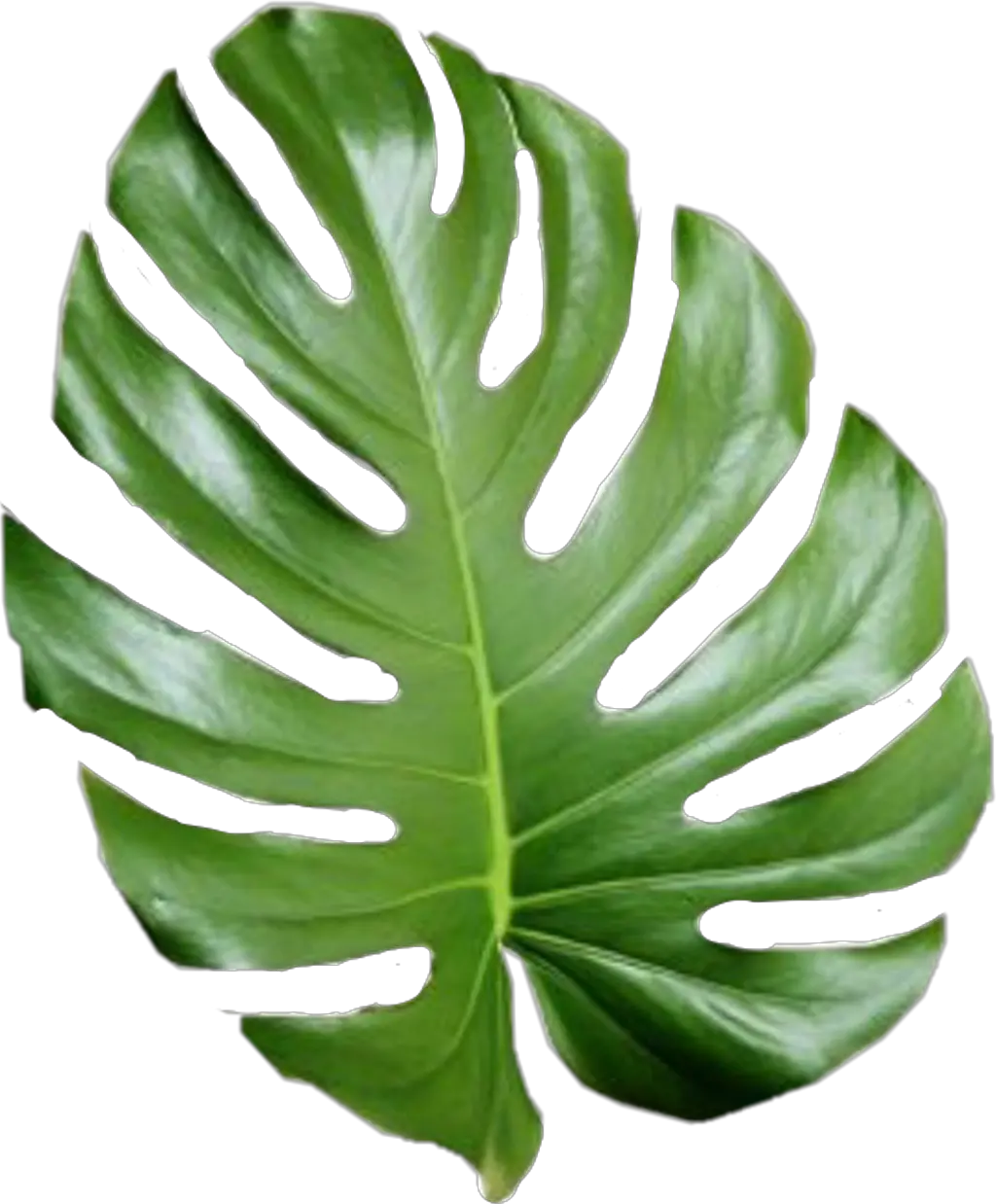  Tropical Png Tumblr Aesthetic Palm Leaves Png