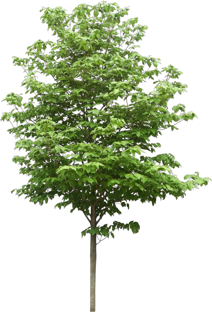  Sdn Trees Scientific Resources Bhd Png File Hd Clipart Tree Png