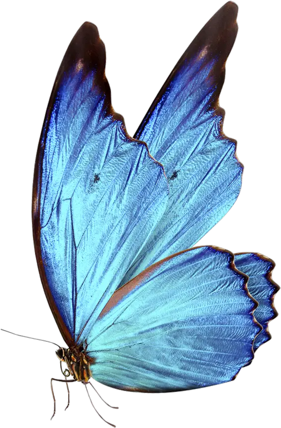  Bluebutterflyhouse Hd Blue Butterfly Png