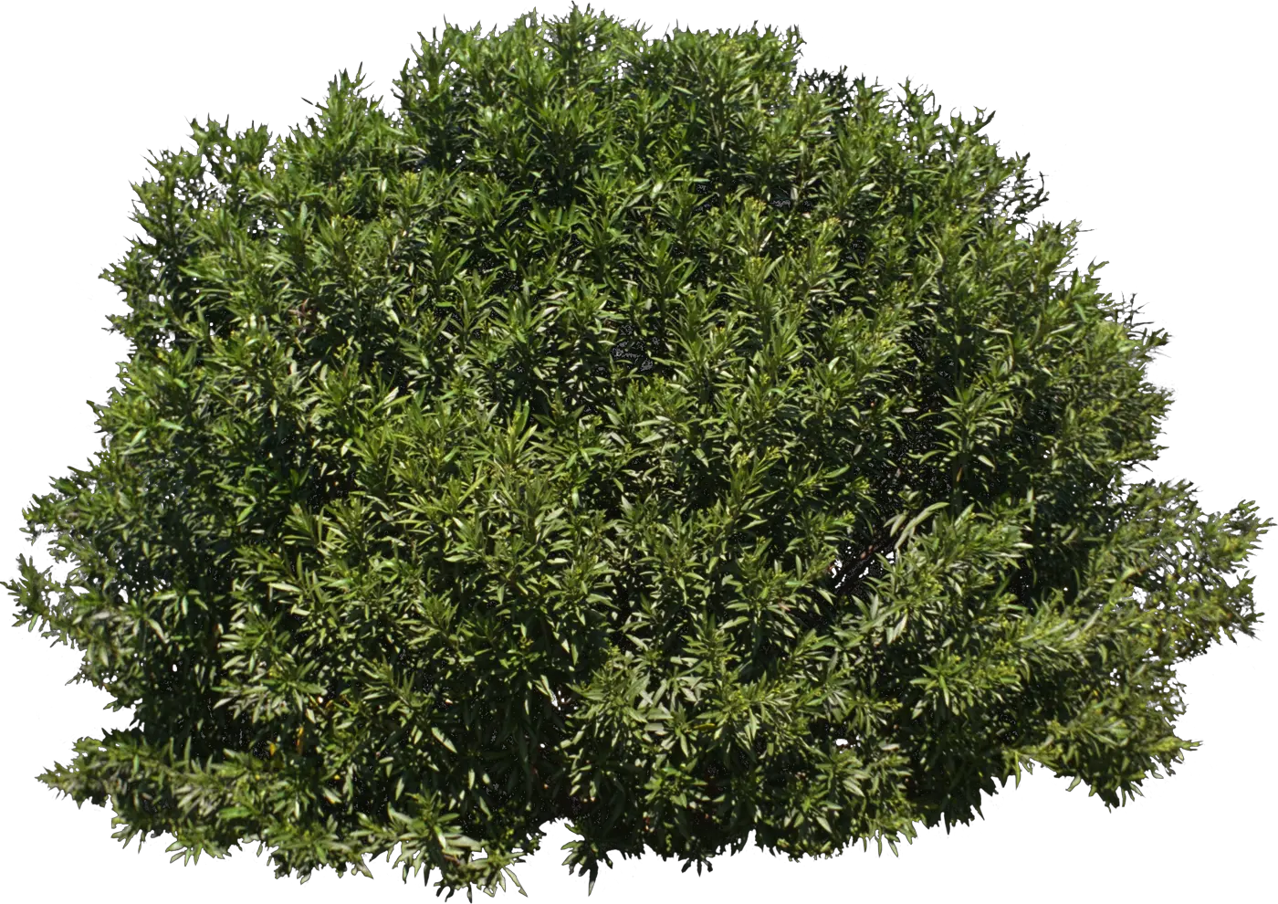  Tree Shrub Evergreen Transparent Background Bush Png