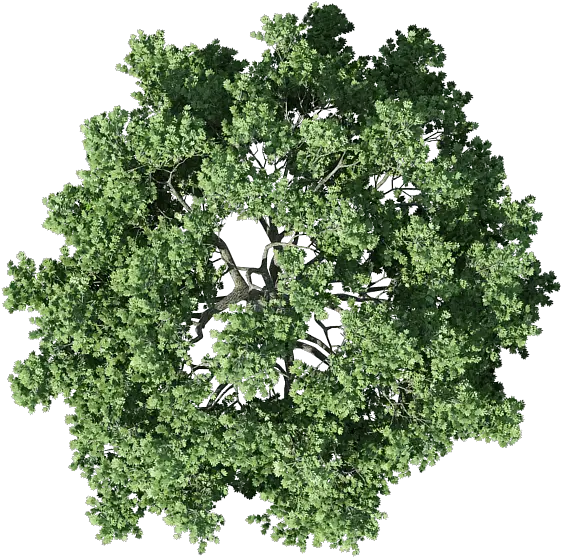  Transparent Background Tree Plan Png