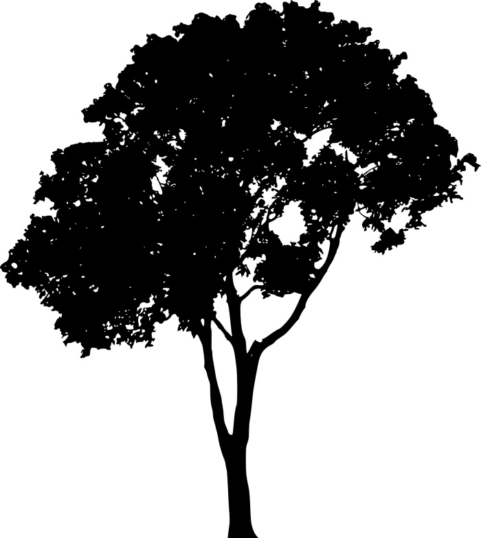  Vector Tree Png Tree Silhouette Png