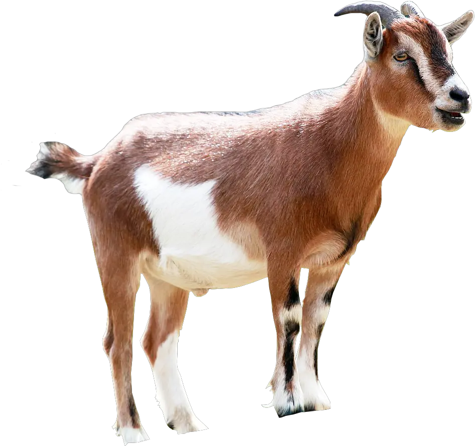  Goat Png Image Transparent Background Brown And White Goats
