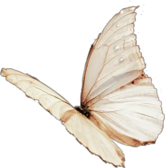  aesthetic moodboard filler tumblr niche png vintage Aesthetic Pink Butterfly Png