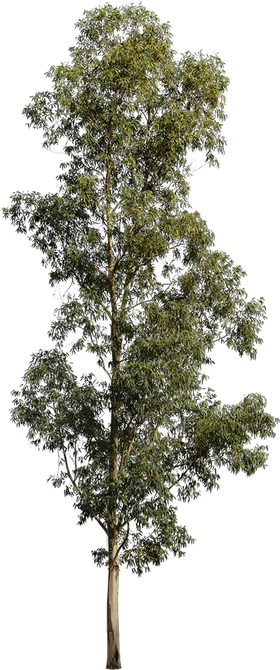  Transparent Evergreen Tree Png Eucalyptus Tree White Background