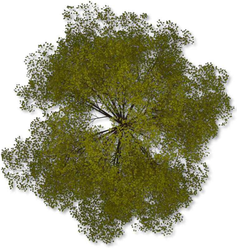  Tree Png Top View Transparent Tree Top View Images Transparent Background Tree Plan Png