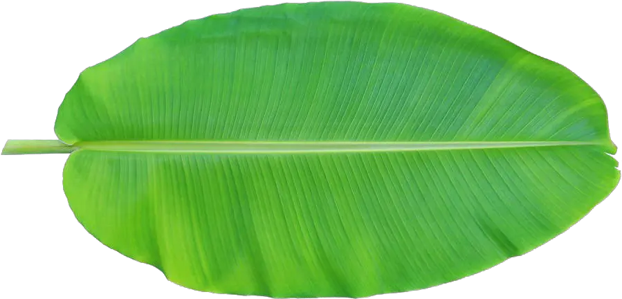  Banana Leaves Png Banana Leaf Clip Art