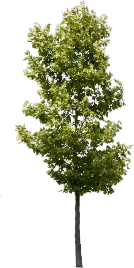  Transparent Swamp Background Clipart Small Tree Transparent Background