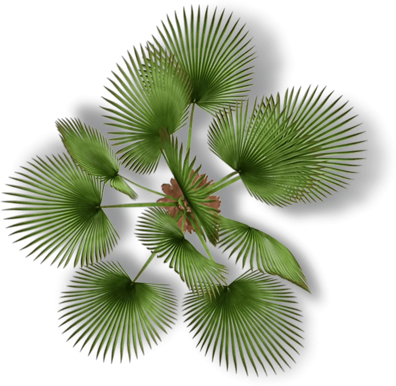  Palm Tree Plan Png