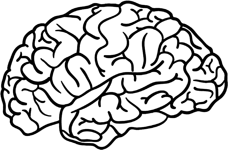  brain outline Brain Png