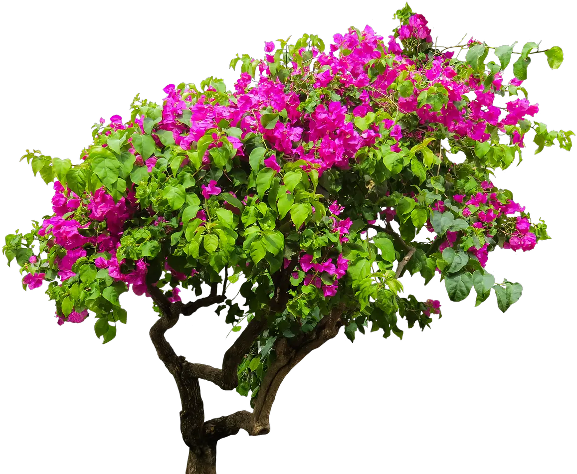 Flower Tree Png Images Bougainvillea Tree Png