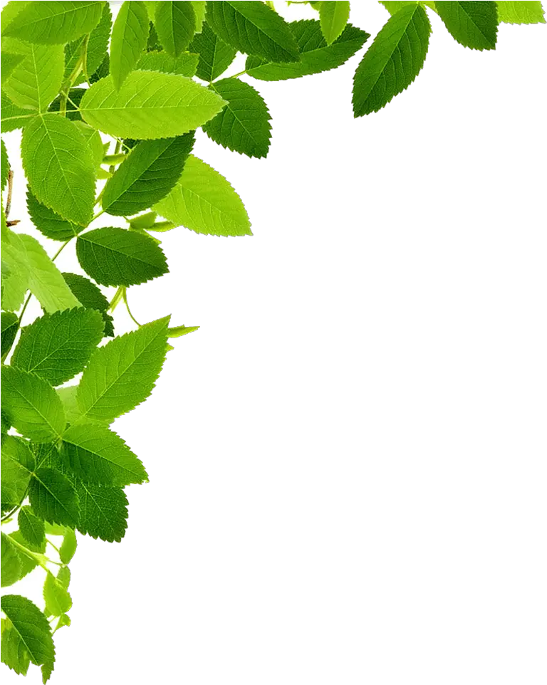  Corners Vector Leaf Transparent Leaves Png
