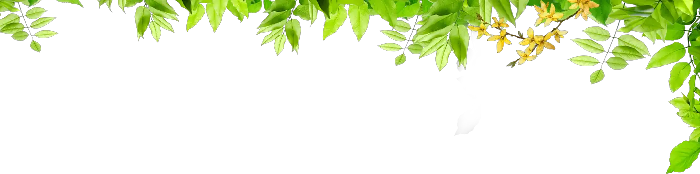  Transparent Leaf Border Png Green Leaf Border Png