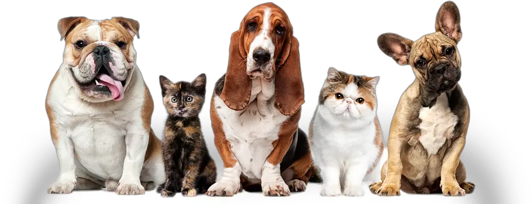 Dogs And Cats Pets