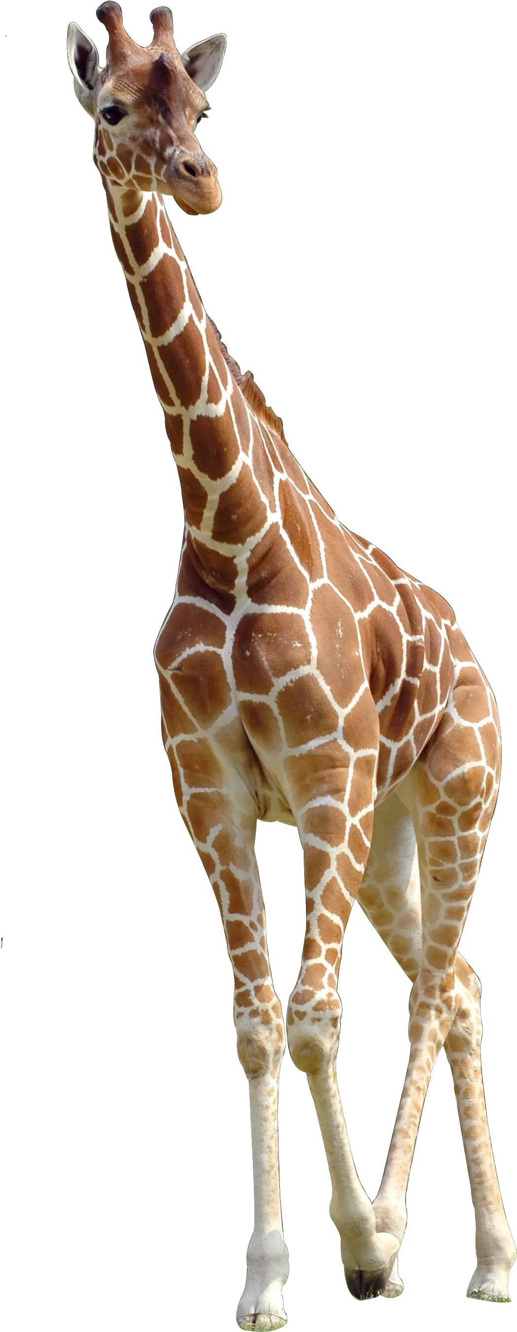  Northern Giraffe Download Giraffe Png