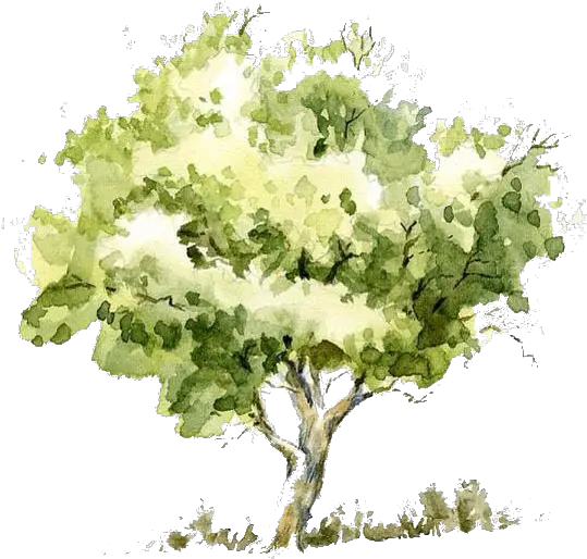  Watercolor Tree Png
