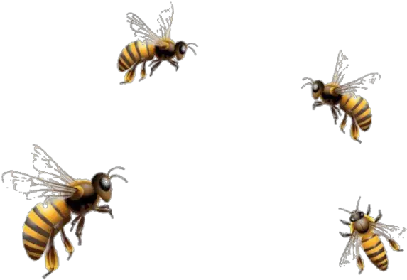  mq bees bee insect flying fly Flying Honey Bee Png