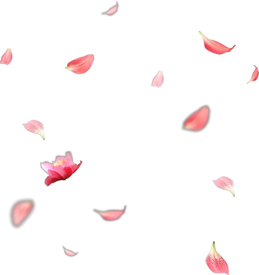  Creative Wedding Petals Falling Png Download Cherry Blossom Petals Png