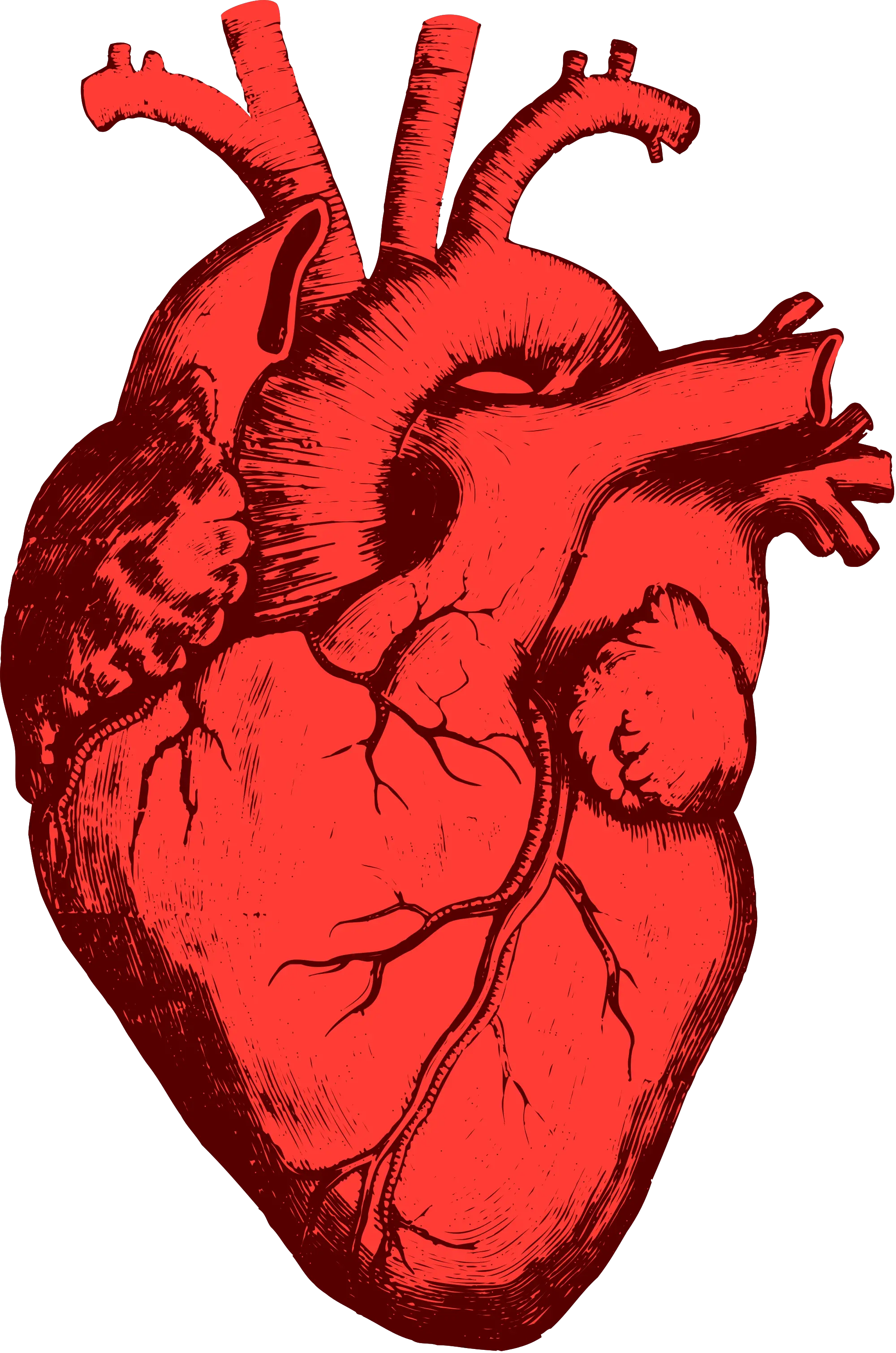  Heart