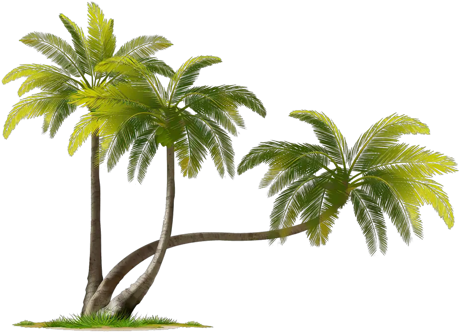  Coconut Tree Png Download Image Coconut Tree Images Png