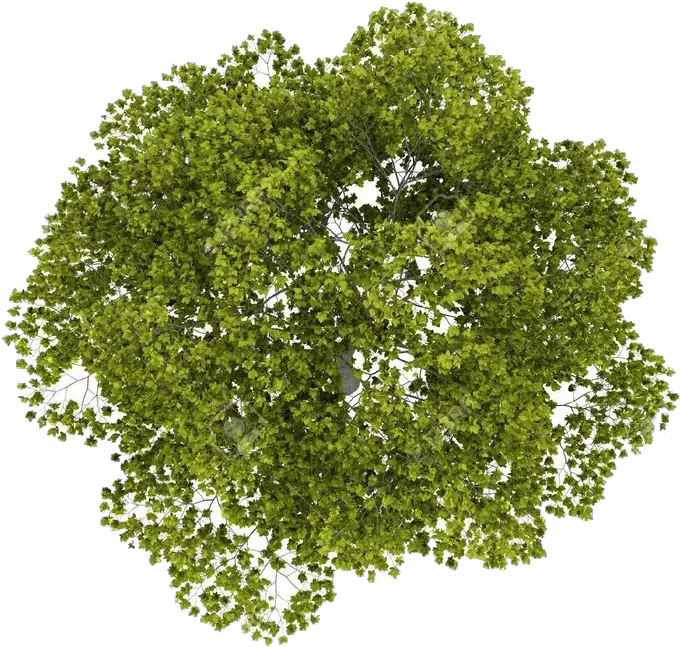  Transparent Sycamore Leaf Clipart Transparent Tree Top Png