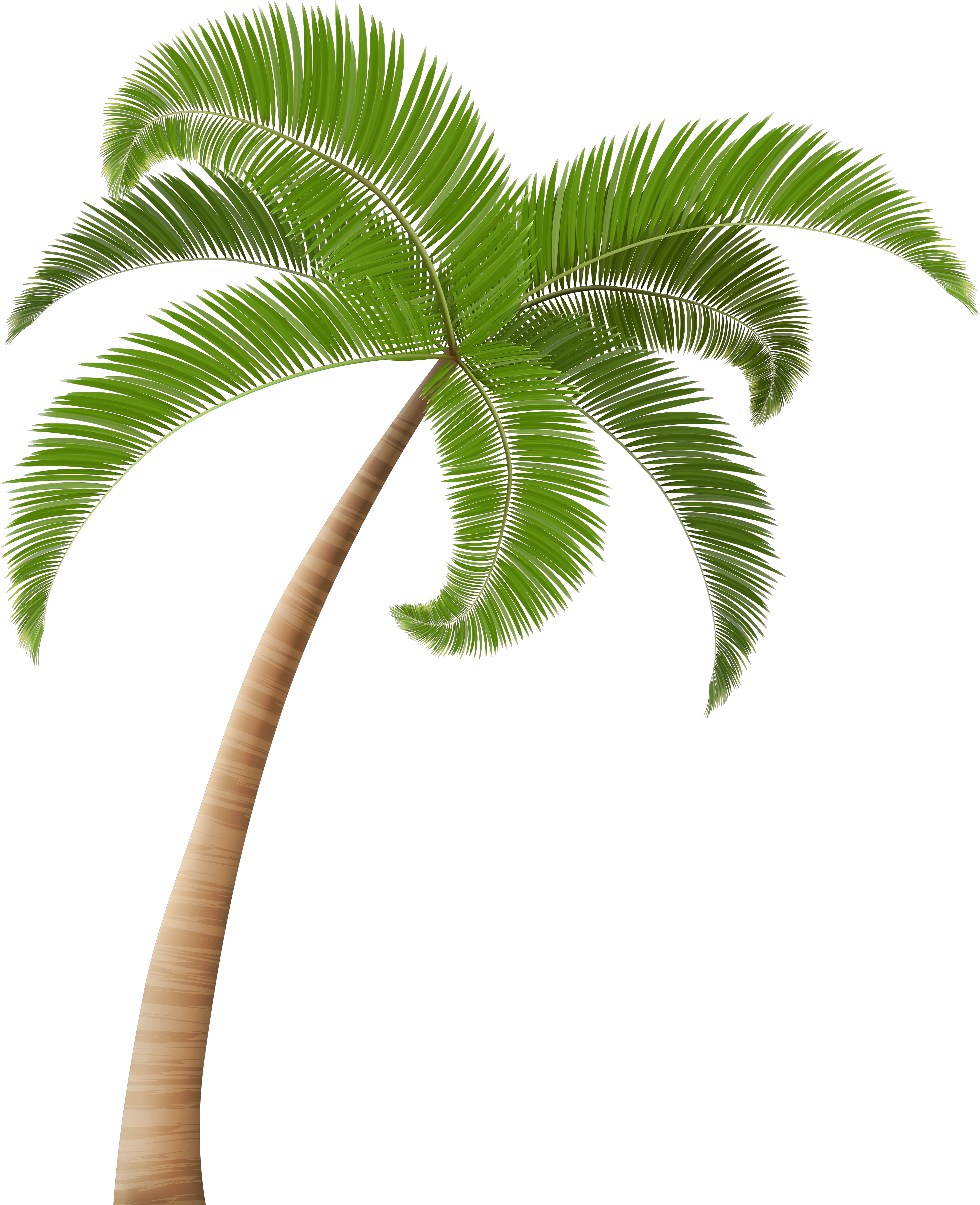  Palm Trees Clip Art Transparent Background Palm Tree Png