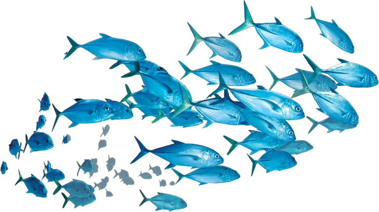  fish School Of Fish Transparent Background