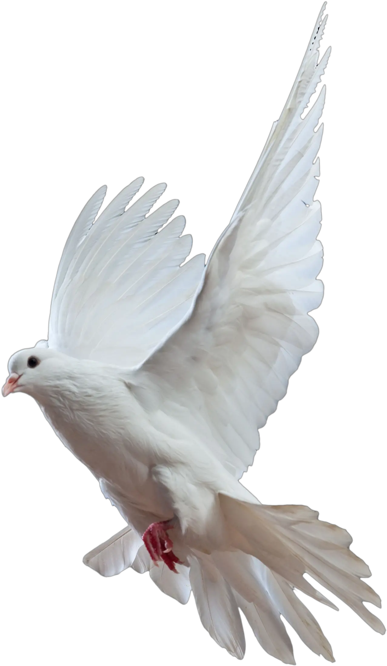  Kabutar Png Full Hd Pigeon Png