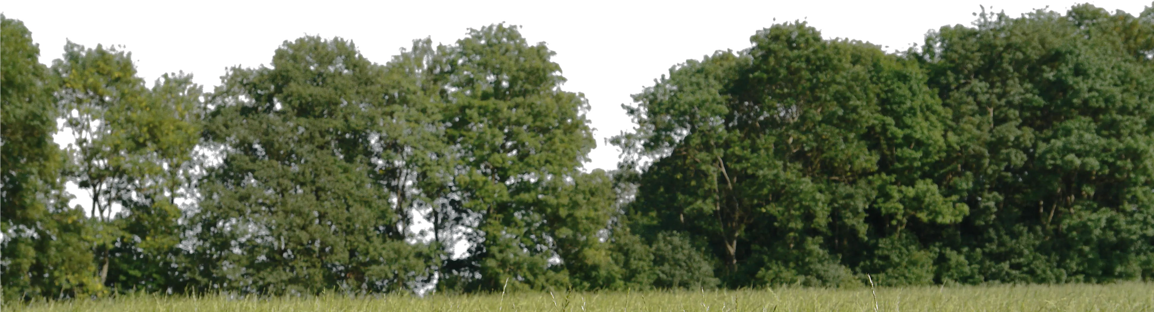  Transparent Trees Background Clipart Transparent Background Trees Png