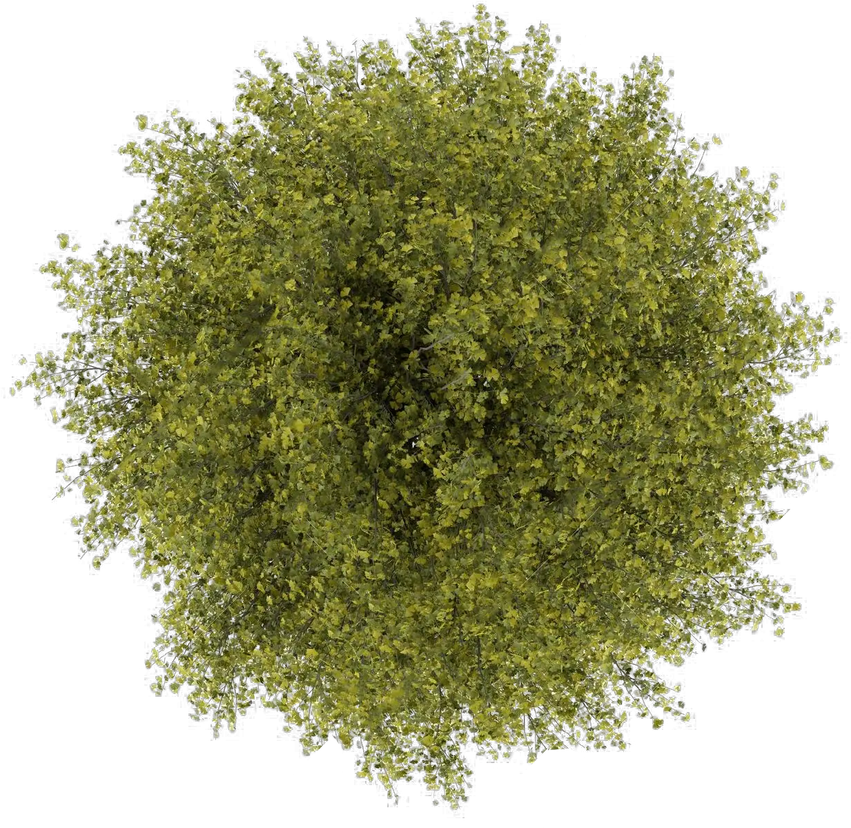  Tree Top View Png For Photoshop