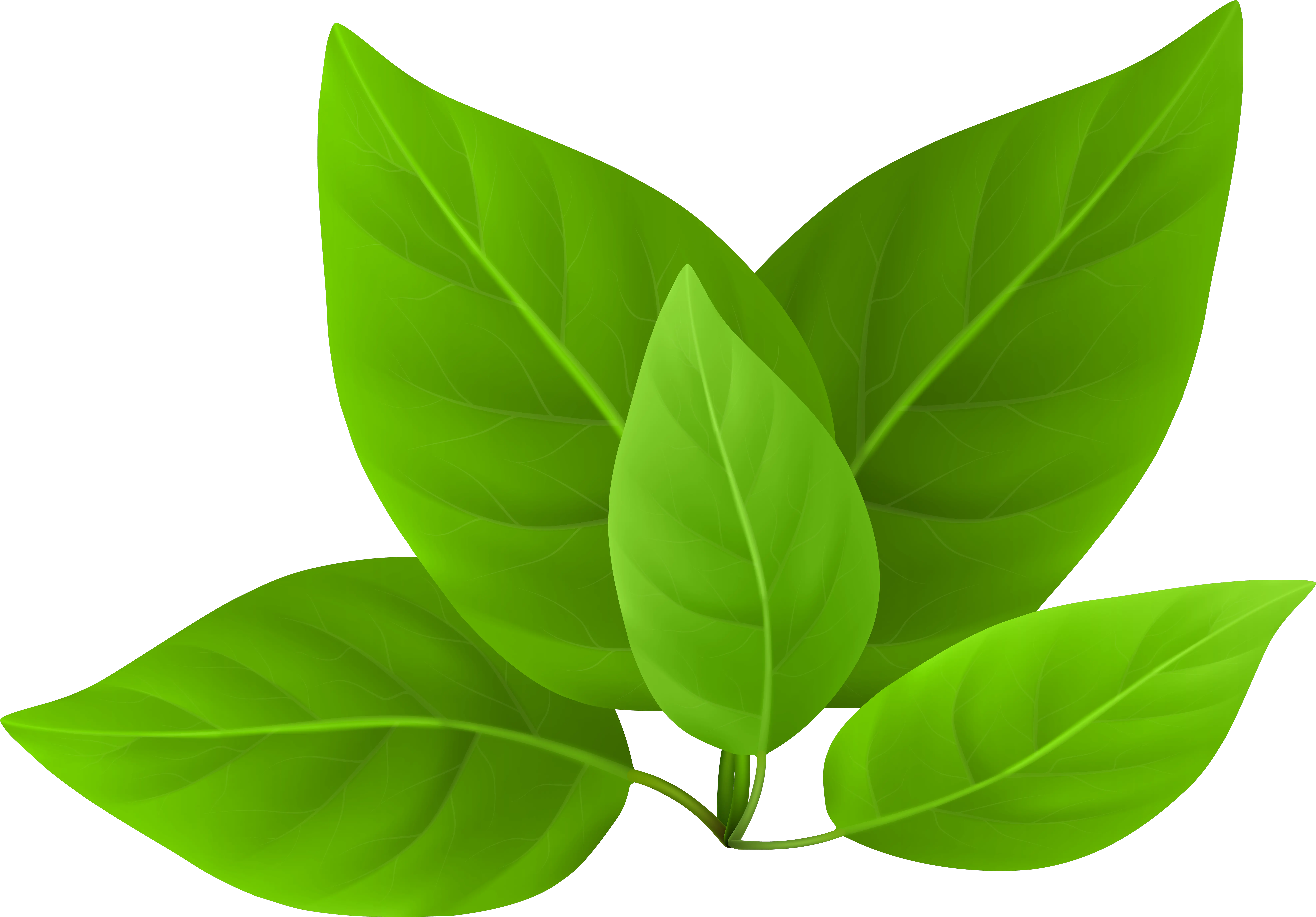  Green Leaves Png Transparent Image Green Leaves In Png