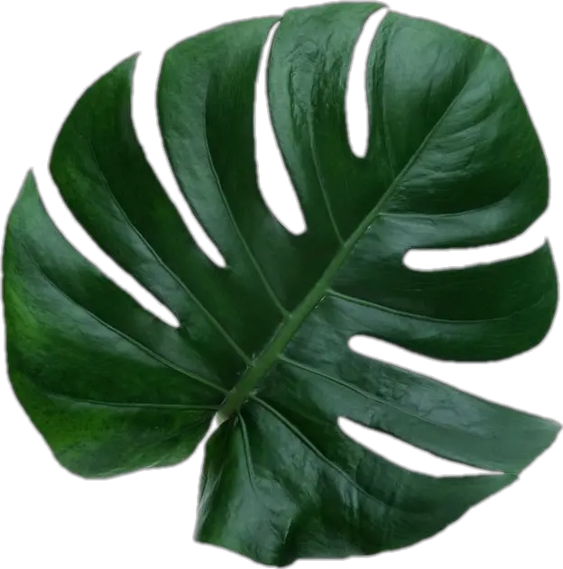  leaf Aesthetic Leave