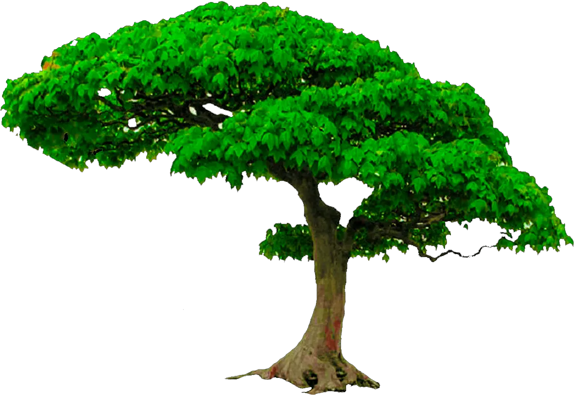  Transparent Amaterasu Png Tree Png Hd