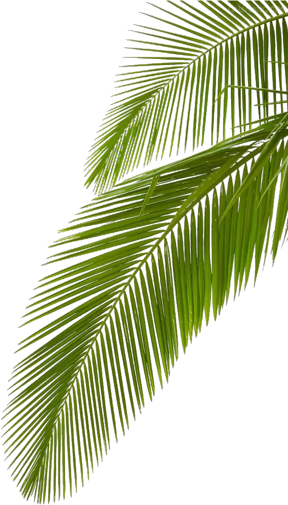 Clip Art Arecaceae Leaf Stock Photography Transparent Background Palm Leaves