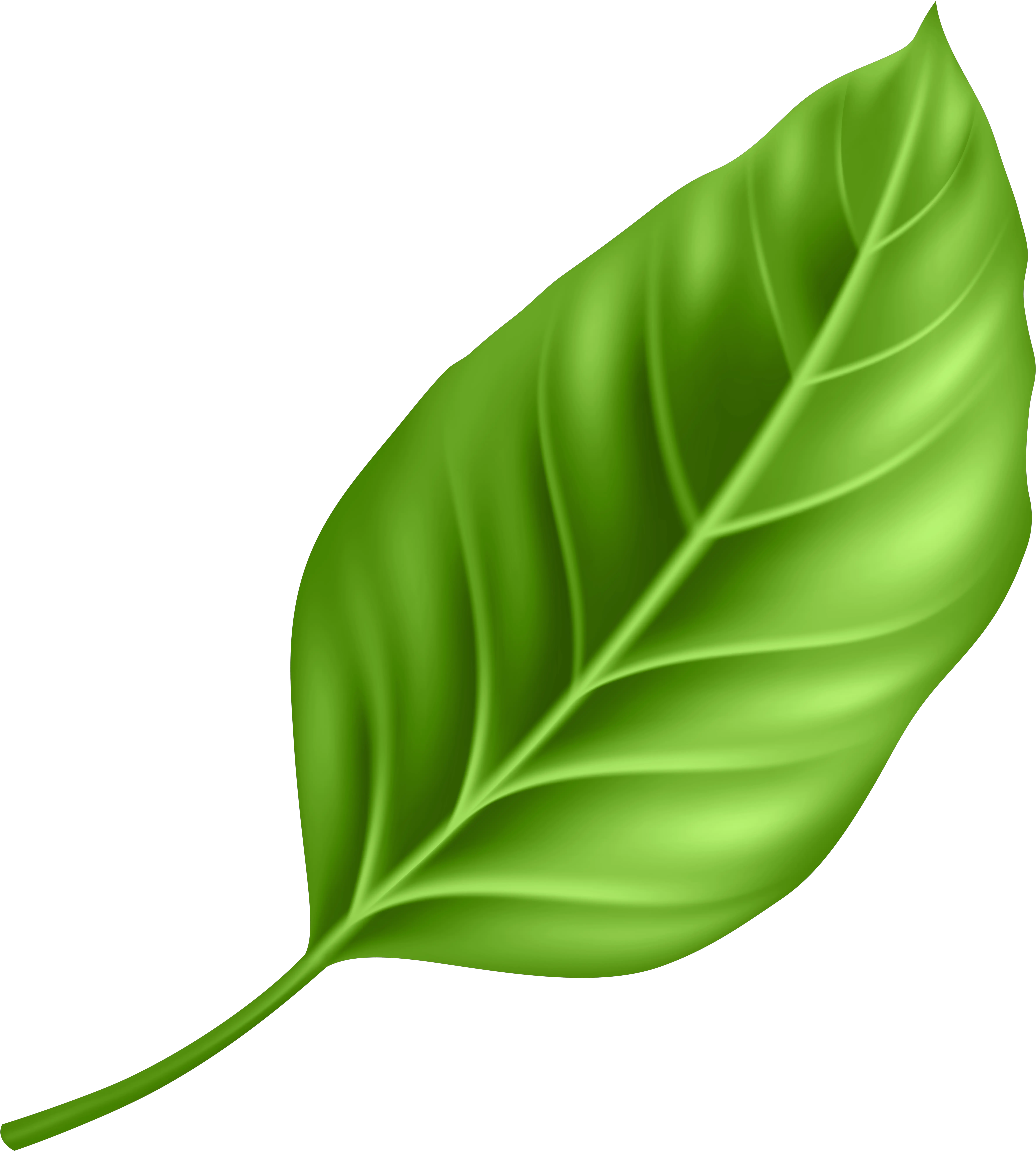 Paan Leaf Png