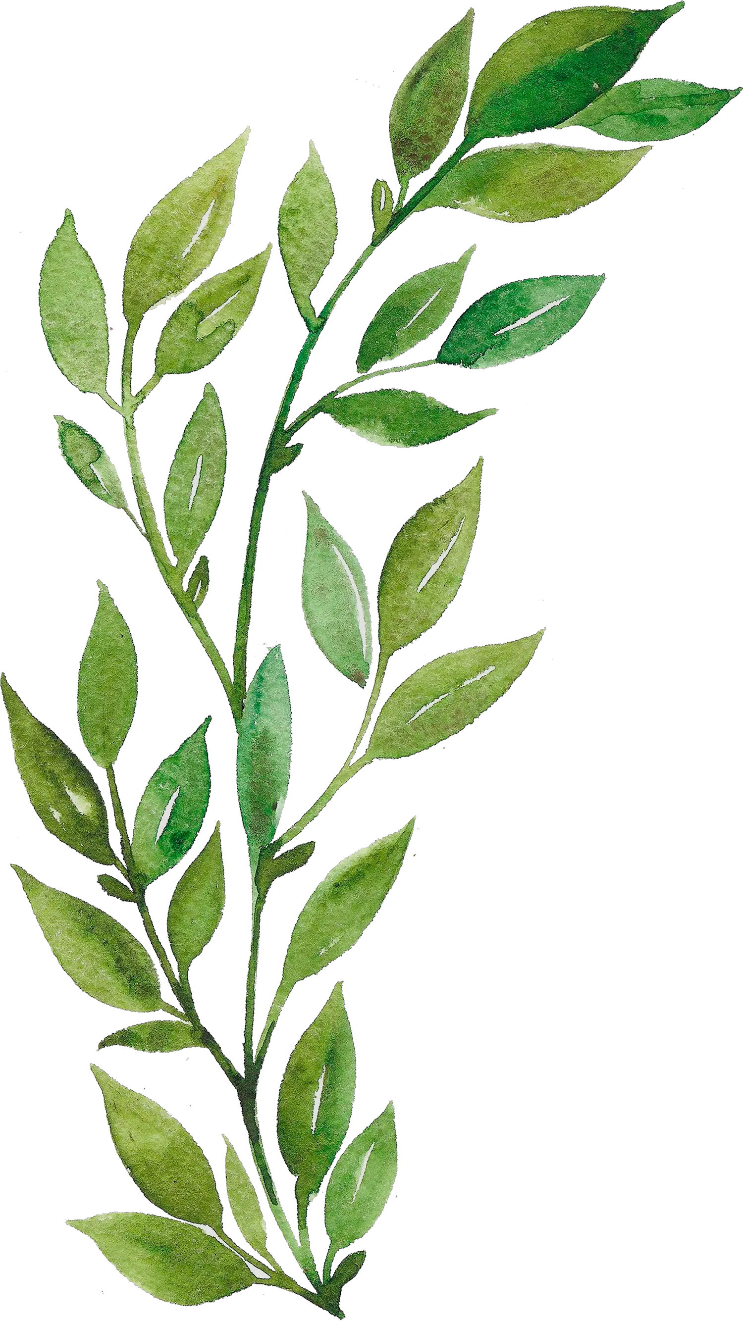  Watercolor Plants Png
