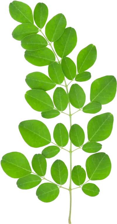  Tree Leaves Png Moringa Benefits