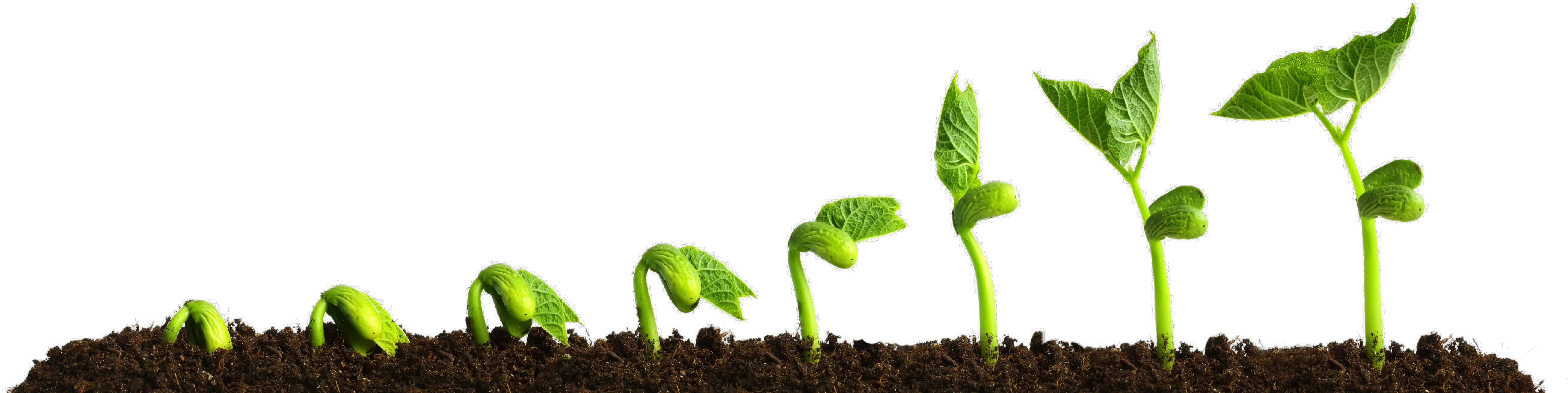  Grow Png Transparent Picture Growing Plant Plants Growing