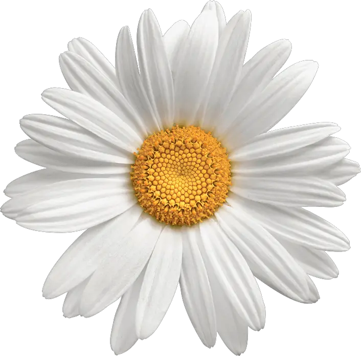  Daisy Flowers Png Photo Background Daisy Flower No Background