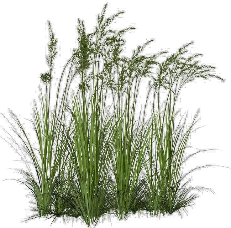  Long Grass Png Image Background Long Grass Png