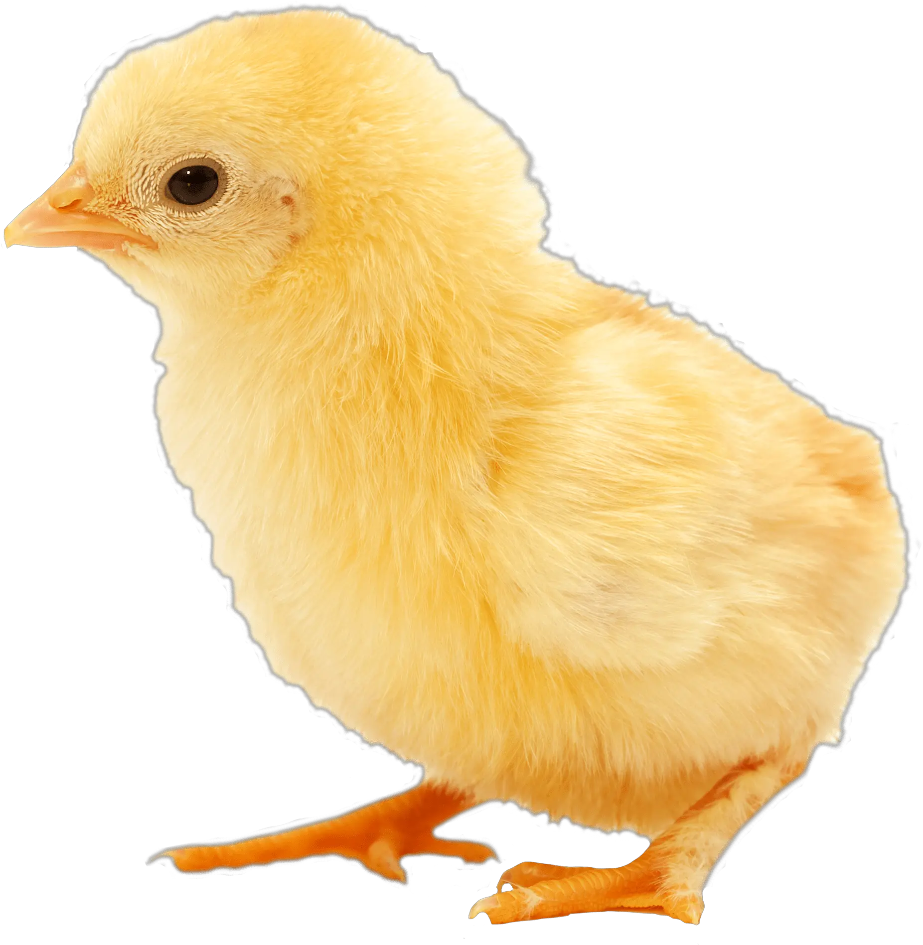  Transparent Baby Chicken Clipart Chick Png