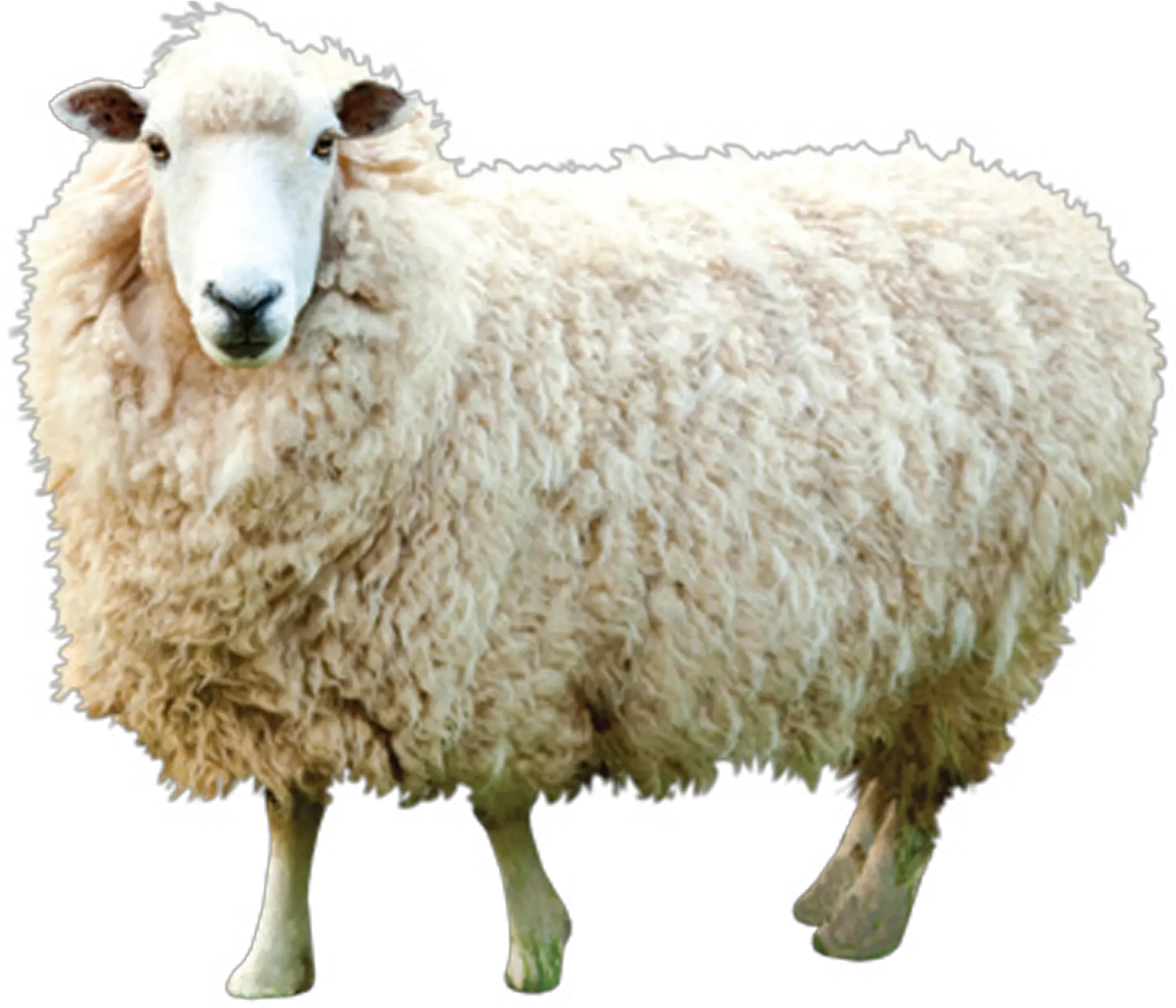  Indian Sheep Png