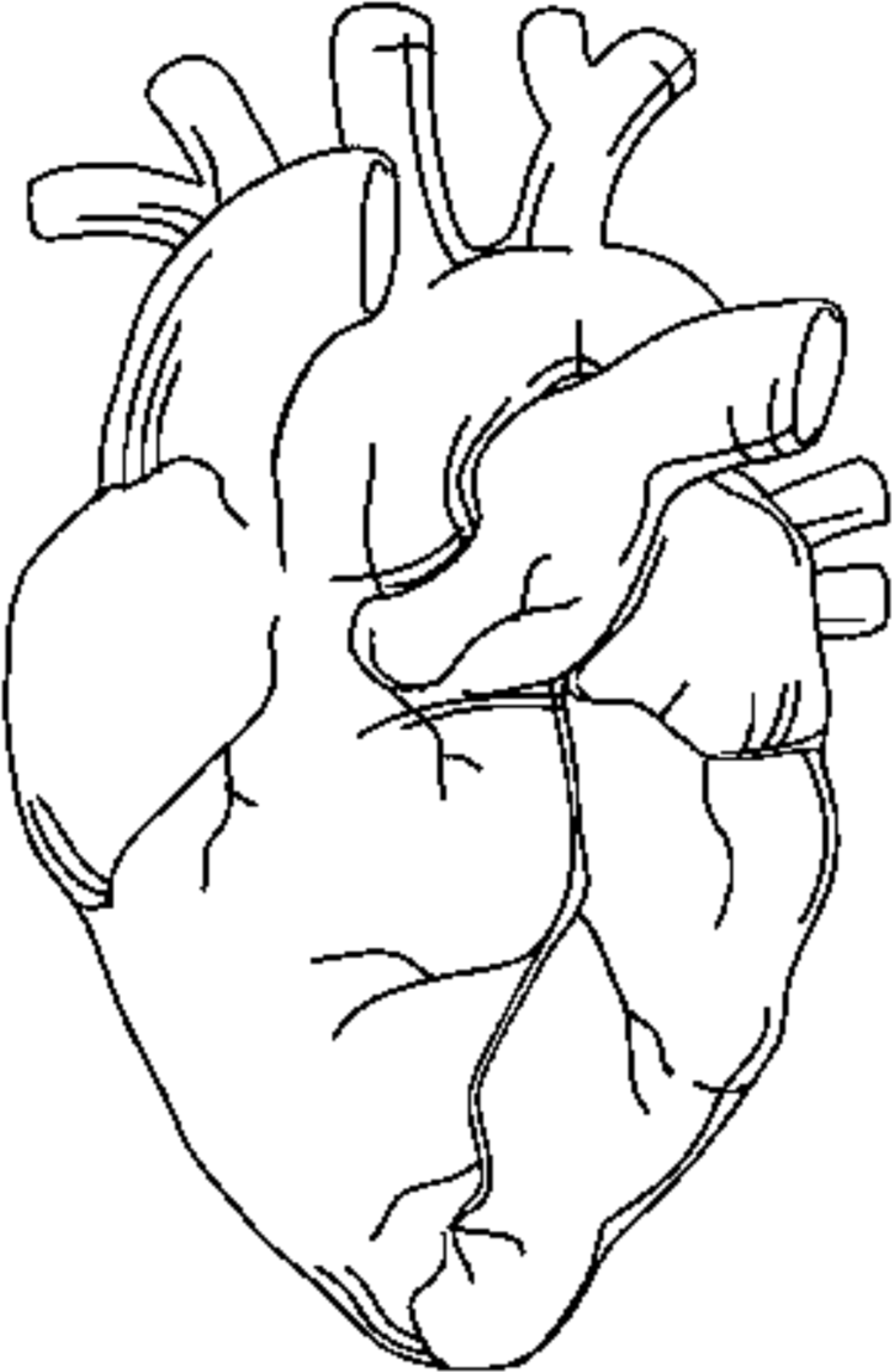  Outline Of A Human Heart