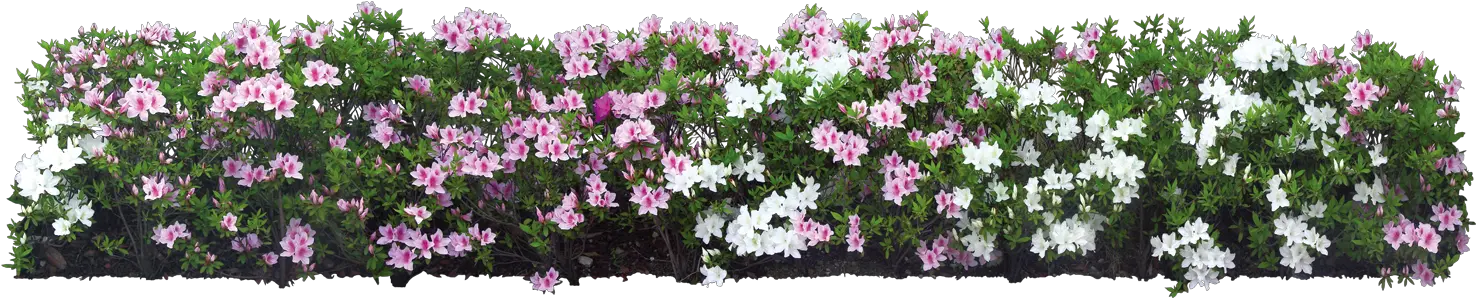  Download Plant Flower Shrub Tree White Garden Hq Png Garden Flower Tree Png