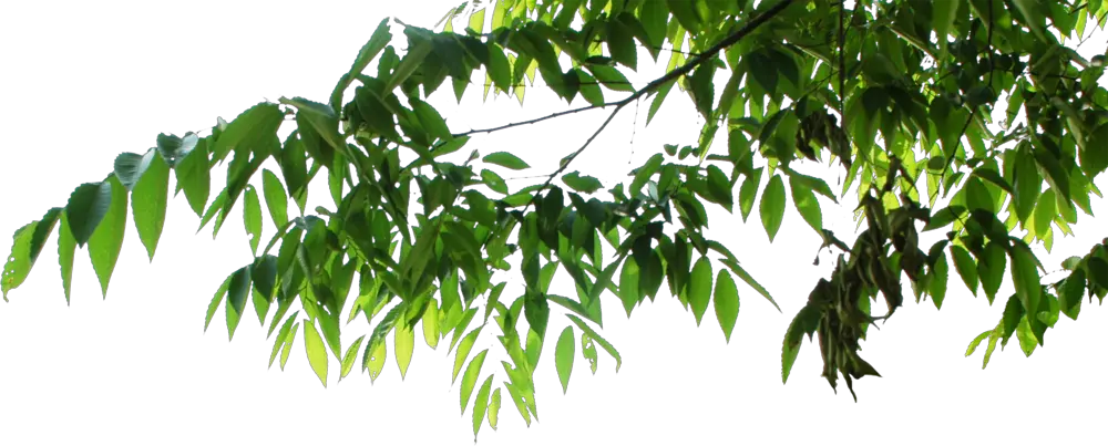  Psd Official Psds Hanging Tree Leaves Png