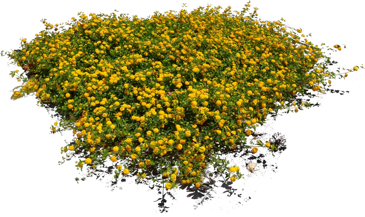  10 Free Plantsamp Flowers Png Images- Flower Top View Png