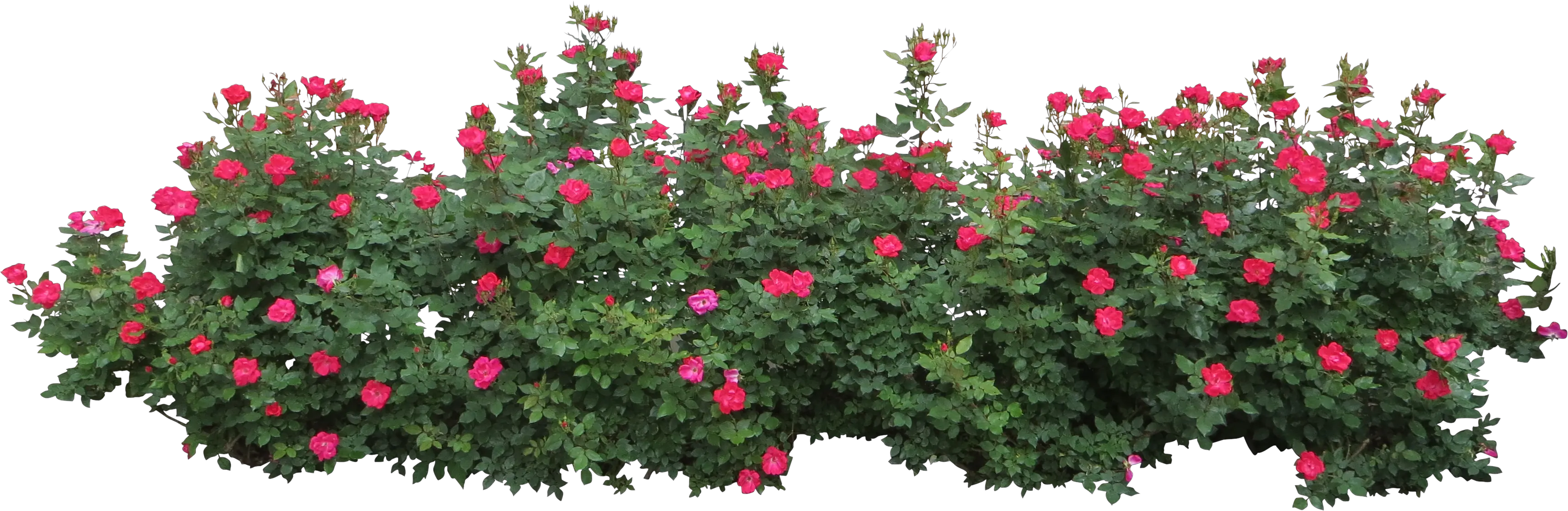  Flower Plant Top View Png Bushes Png