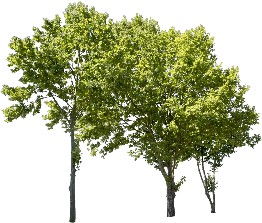  Plane Tree Cut Out